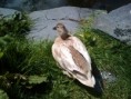 /album/photo-gallery/dook-jpg/