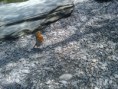 /album/photo-gallery/robin-jpg/